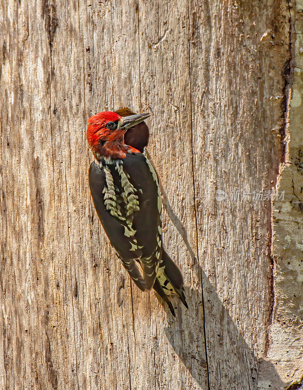 红胸sapsucker (Sphyrapicus ruber)是一种中型啄木鸟，生活在北美西海岸的森林里。加州索诺玛县的盐点州立公园。